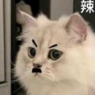 骑猪上城里