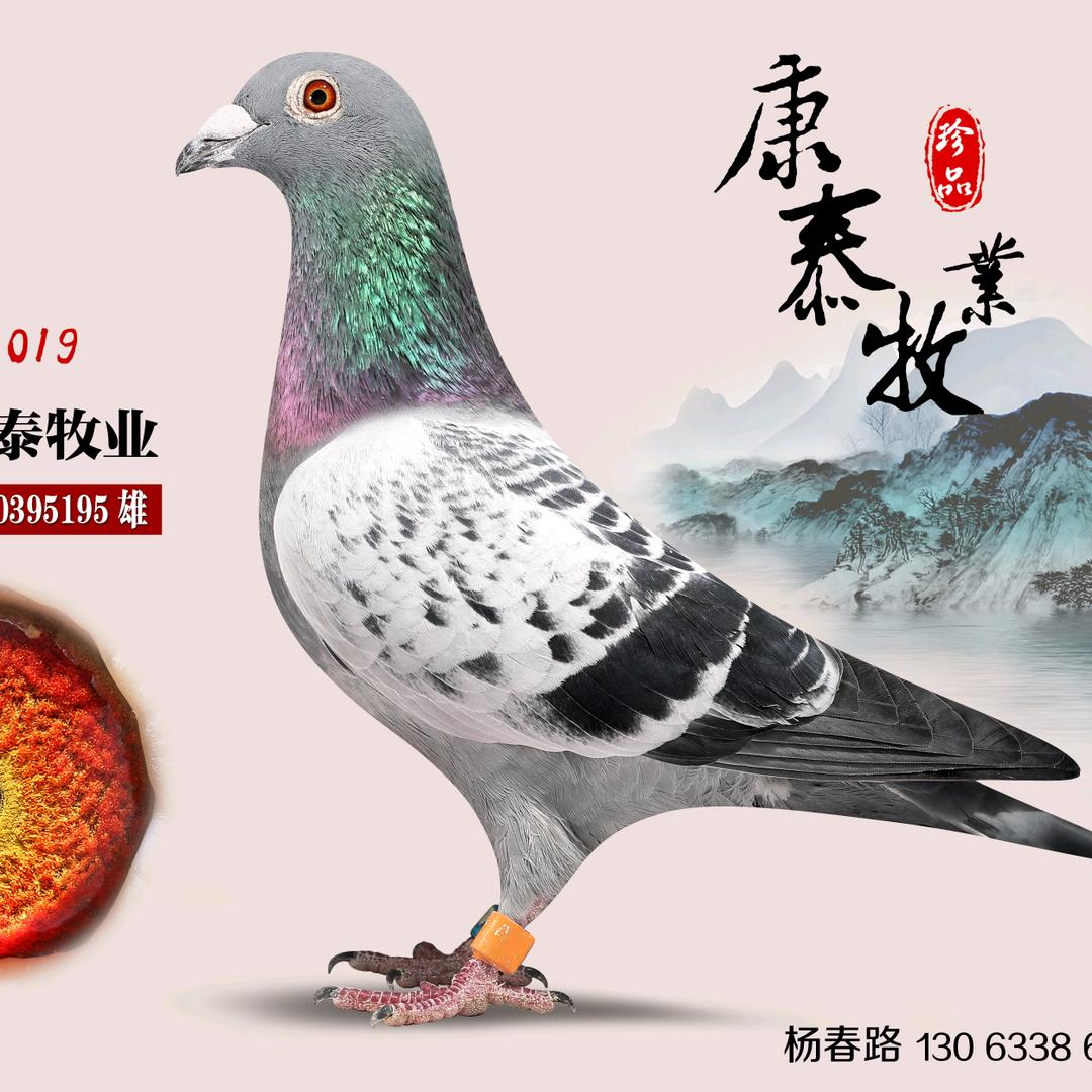 康泰信鸽防治交流中心