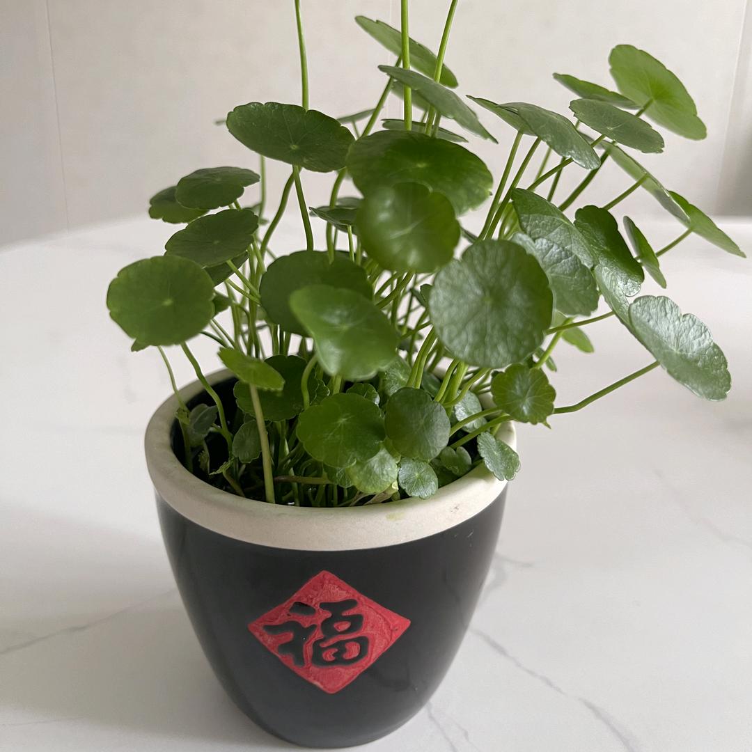 半日闲🍹