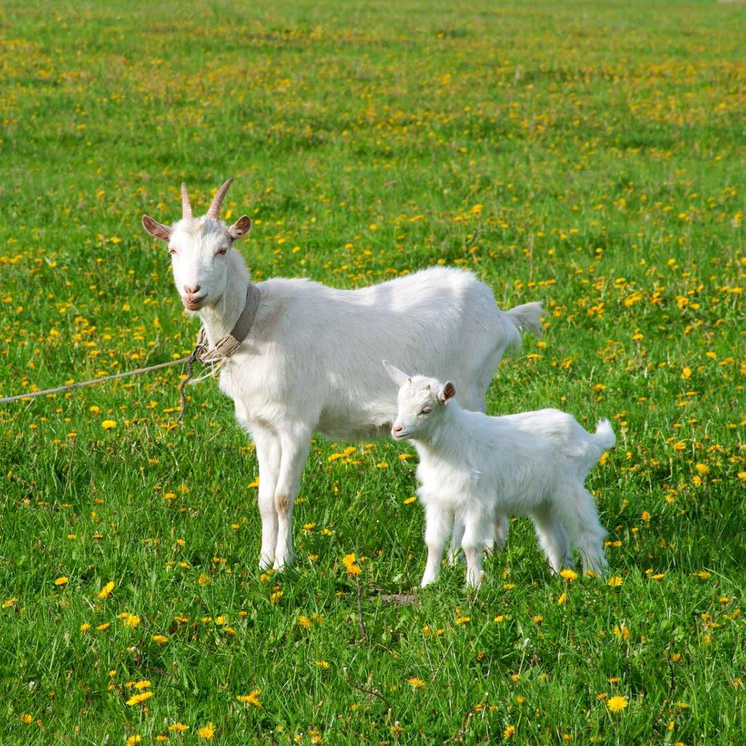 小倩牛羊养殖服务