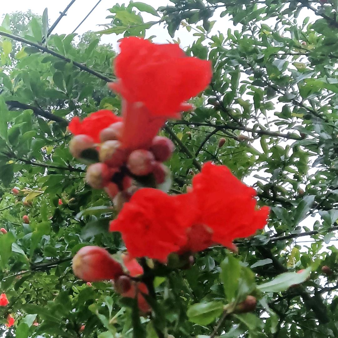 曾姐姐（庆）🌺🌾🌺