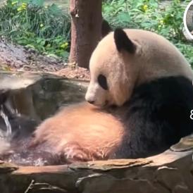 开心小熊猫