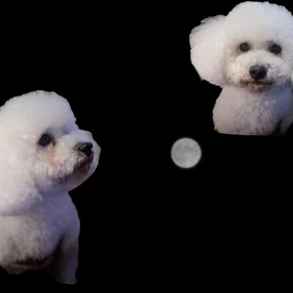 落叶知秋167582946