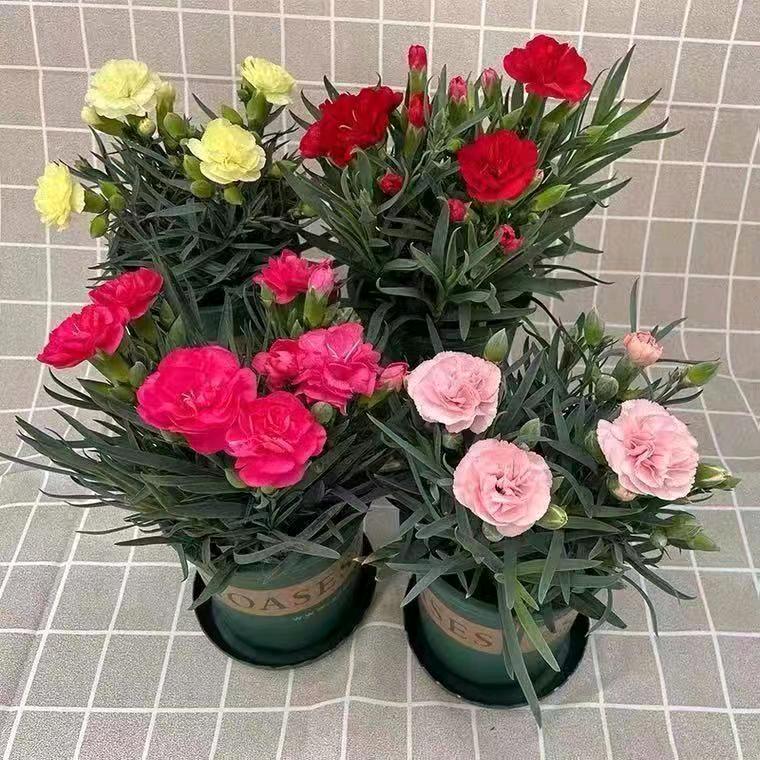 小周花卉基地