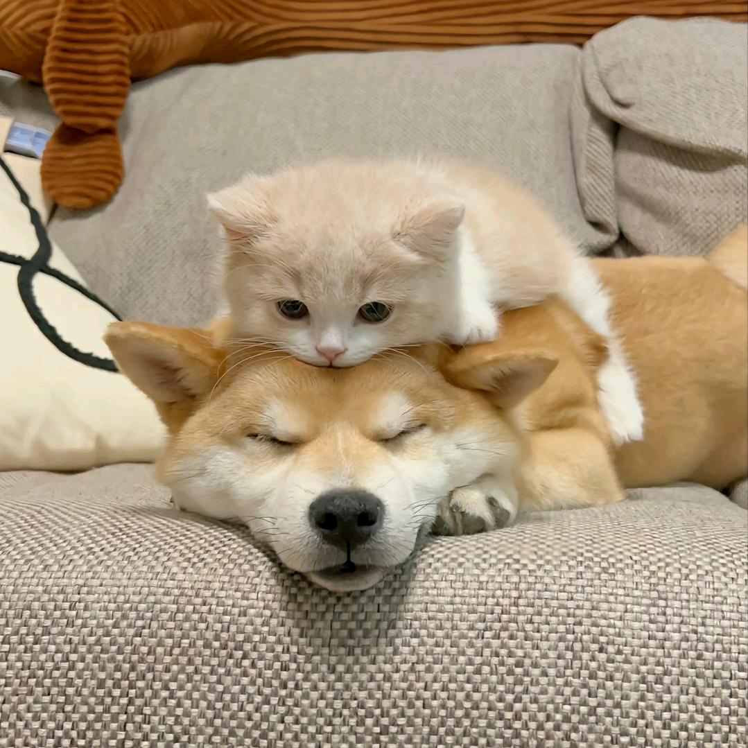 孤白小猫