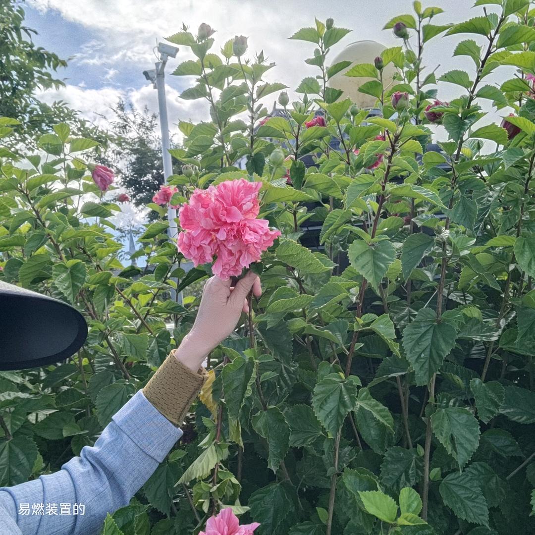 山咔咔老太婆