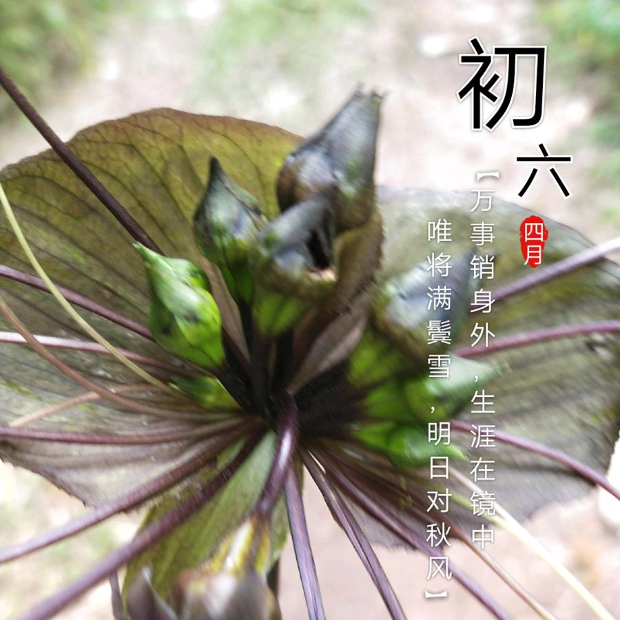 相思无缘