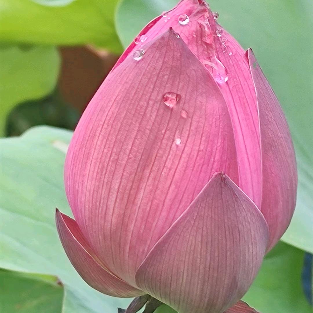风雨见彩虹