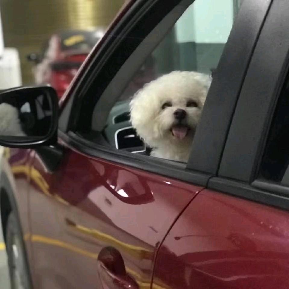 羌塘康珠
