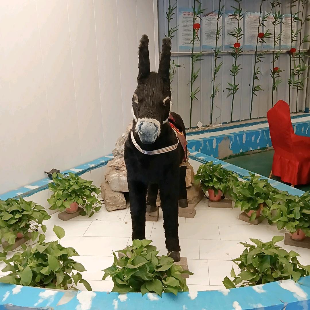 豫熙驴肉餐饮服务总店