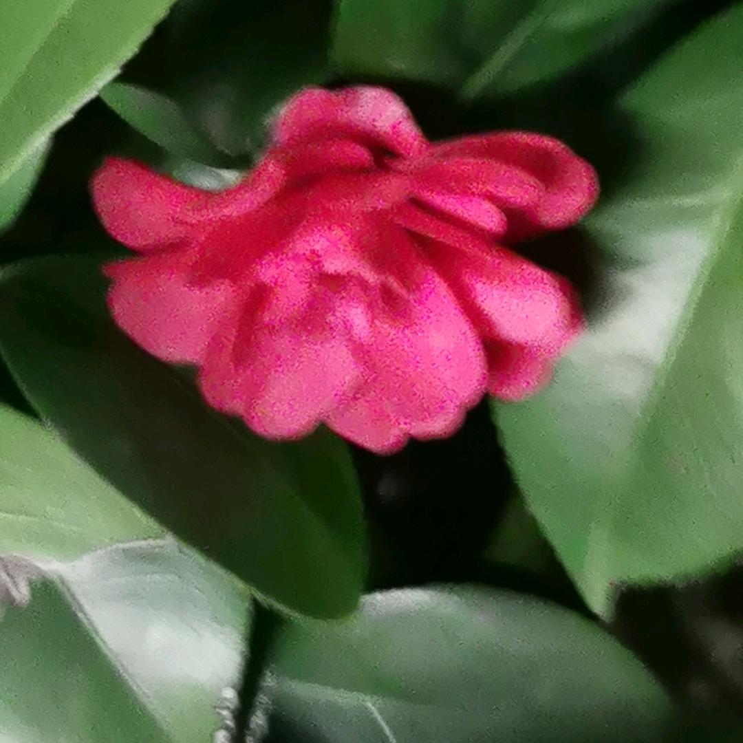 一身是胆