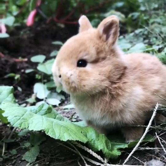 三浦萌兔宠物食品用品