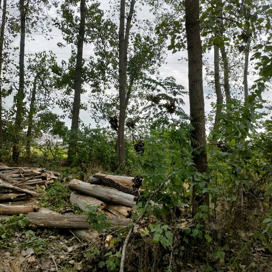 南京天治绿化公司