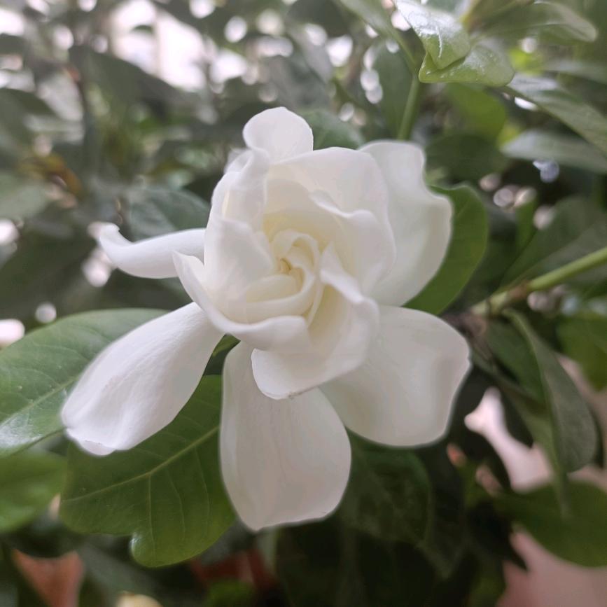 池善。。。。。。。。