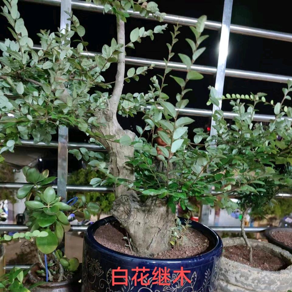 最是清醒落寞人