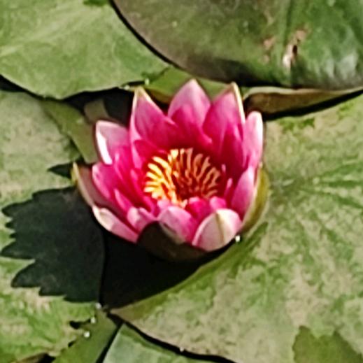 ₅₂₀💞徐李一生꧔