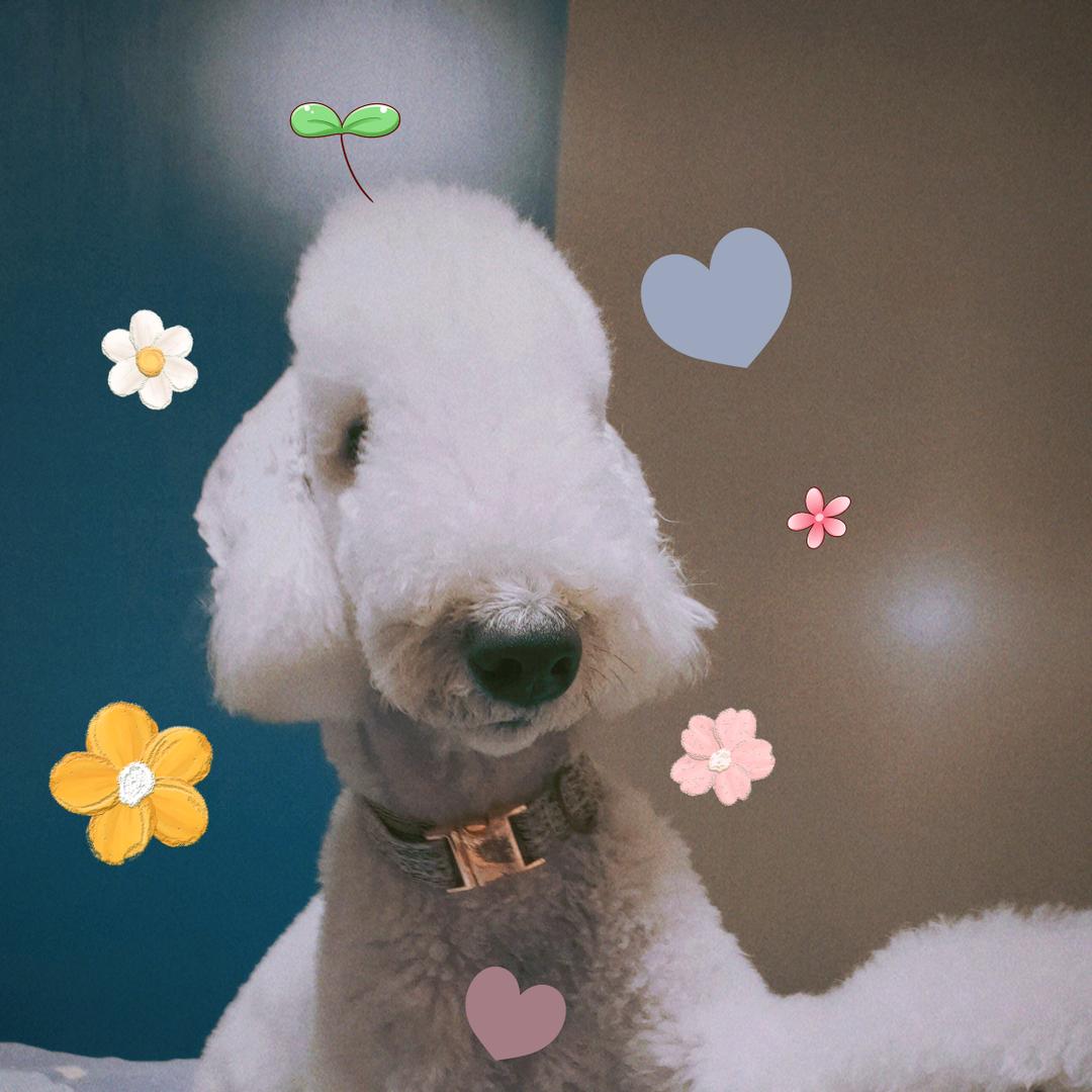 🌞大萌TATTOO 🐾