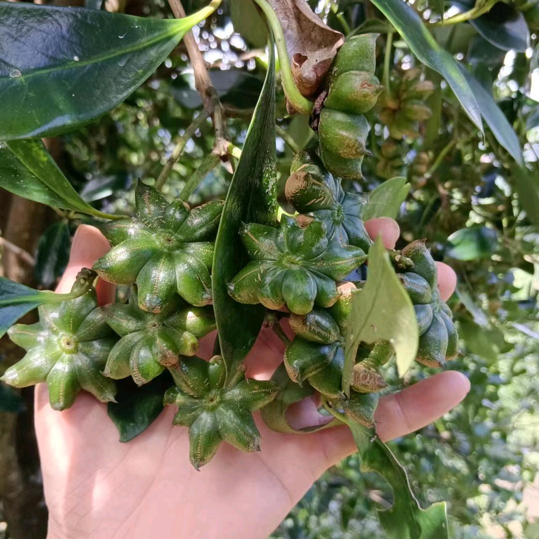 古龙大红八角嫁接苗
