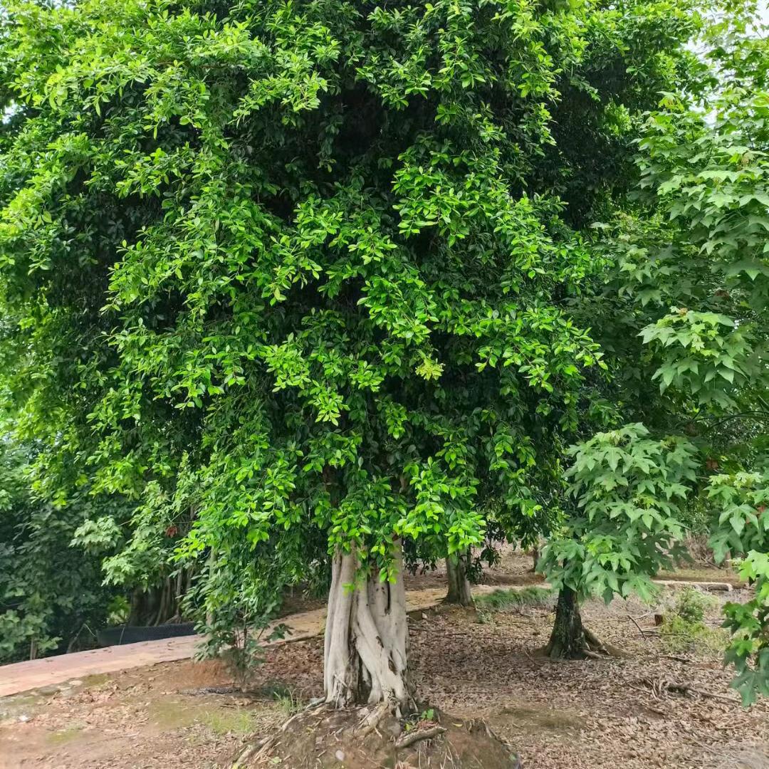 苗无忧 园林采购