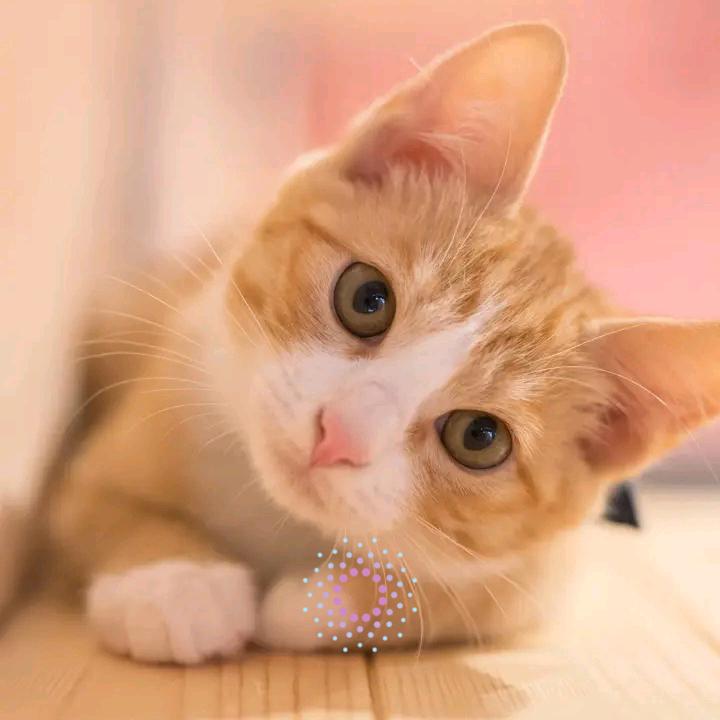 奇着鱼的猫