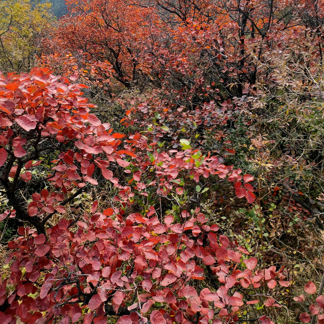 冰雪♡ω♡๑倩幽