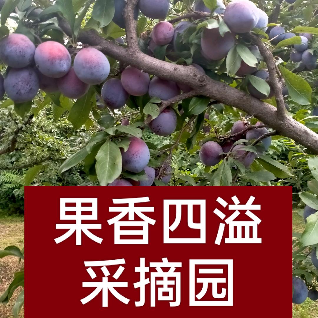 果香四溢采摘园