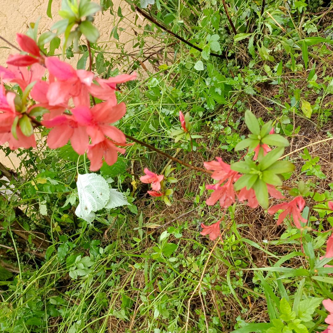 养蜂人(蜂蜜好物)