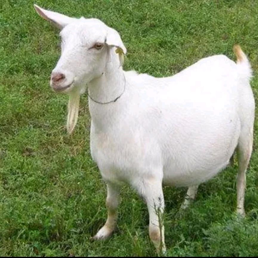 疯狂哈初百货店