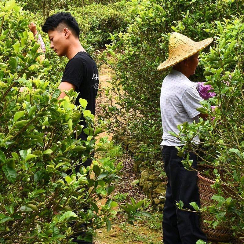 潮州阿楠茶业