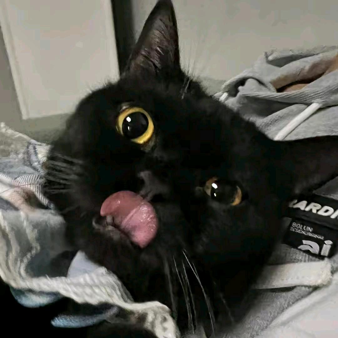 黑猫来了