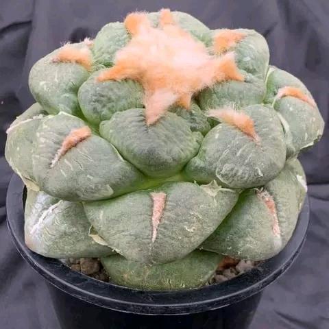 仙人科园艺小店