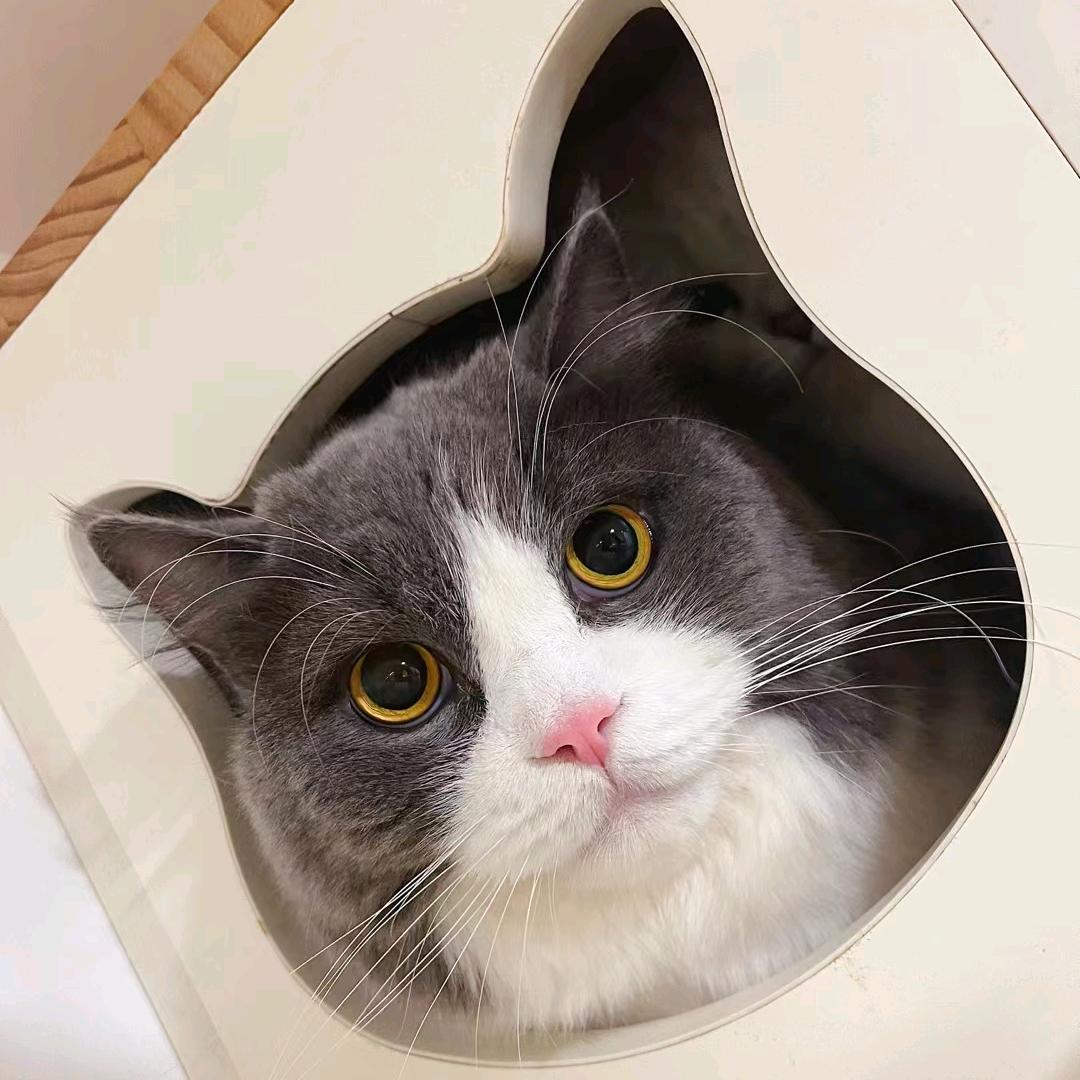 猫爪子的喵伽