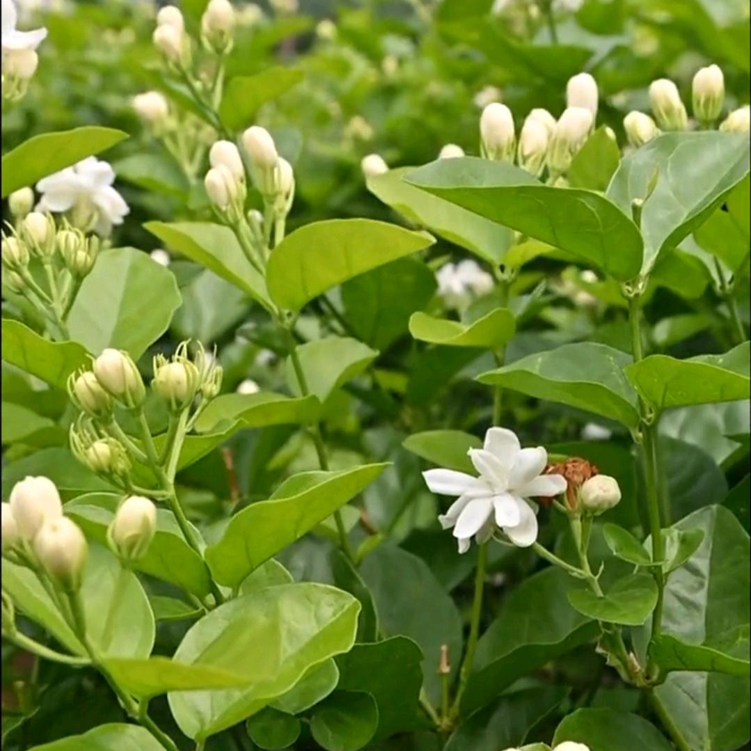 茉莉好物分享