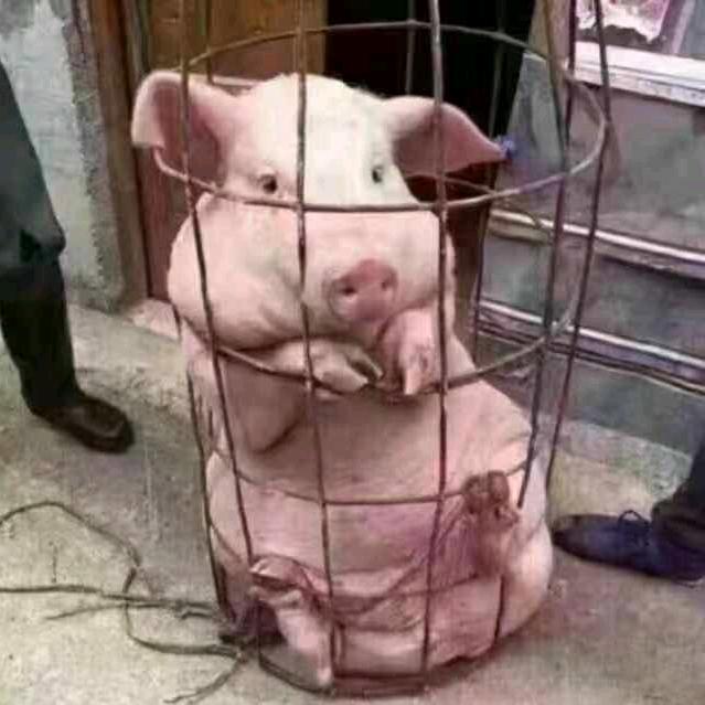 望无虑