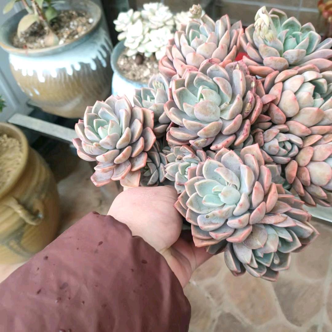 琴