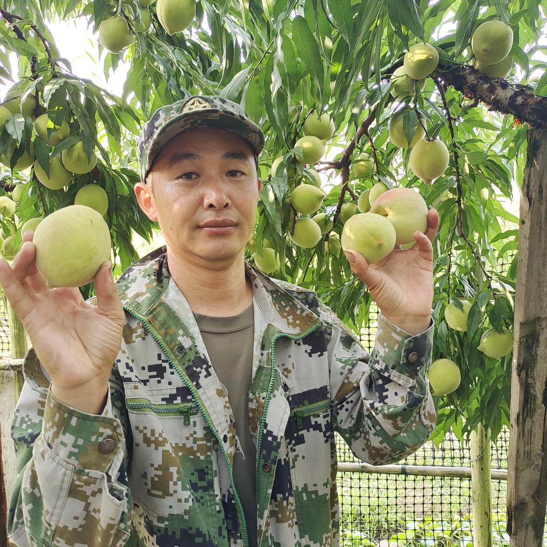 顺风鹰嘴桃果苗场