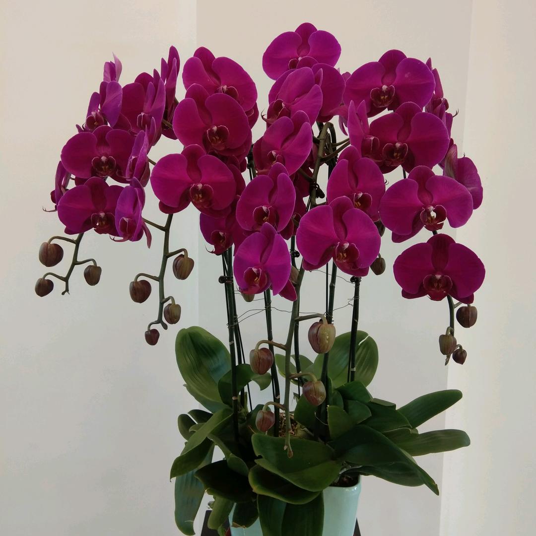 展翅飞翔