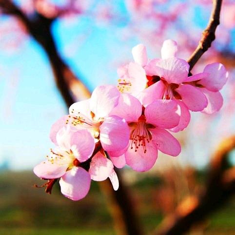 春暖花开.