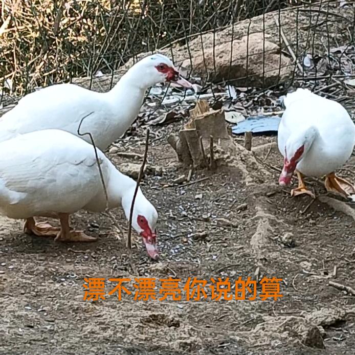 诚信生态养殖，