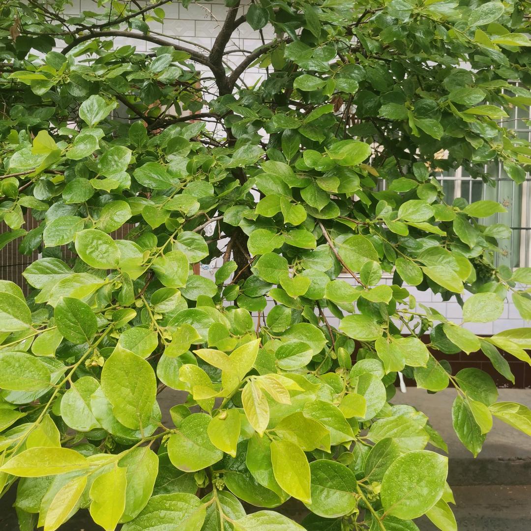 以后未来