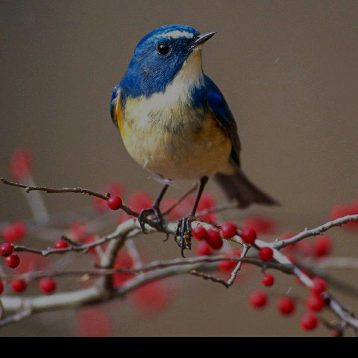 爱养花的吉祥鸟——海