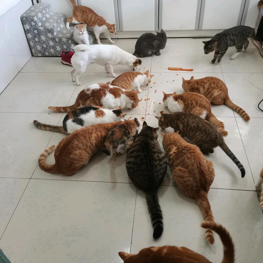 流浪猫的家园