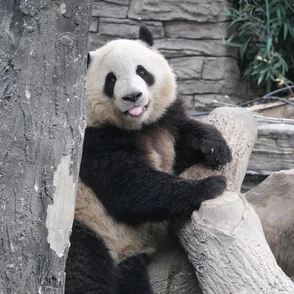 宠物盘点