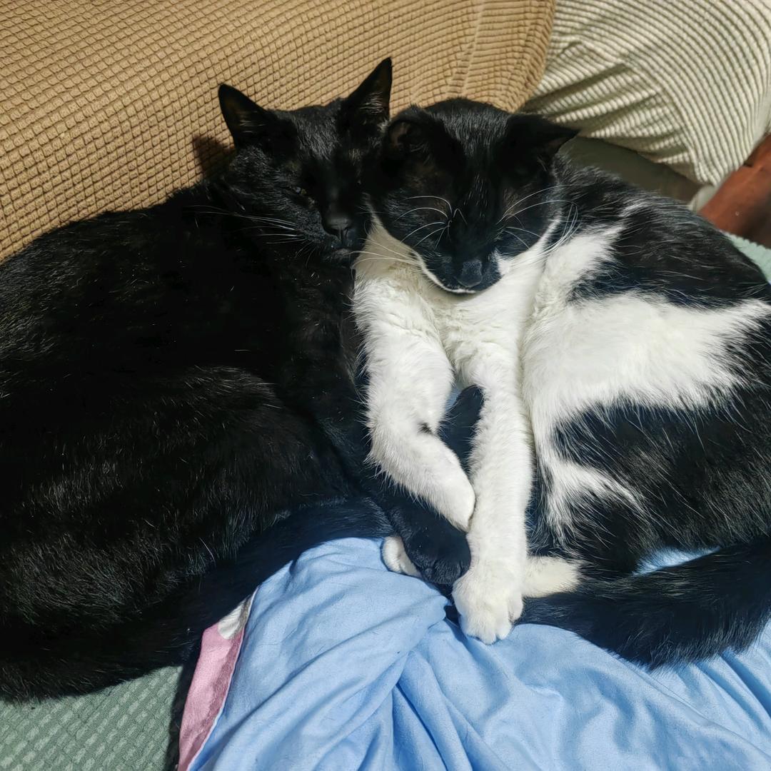 🌞爱吃酸的佩佩