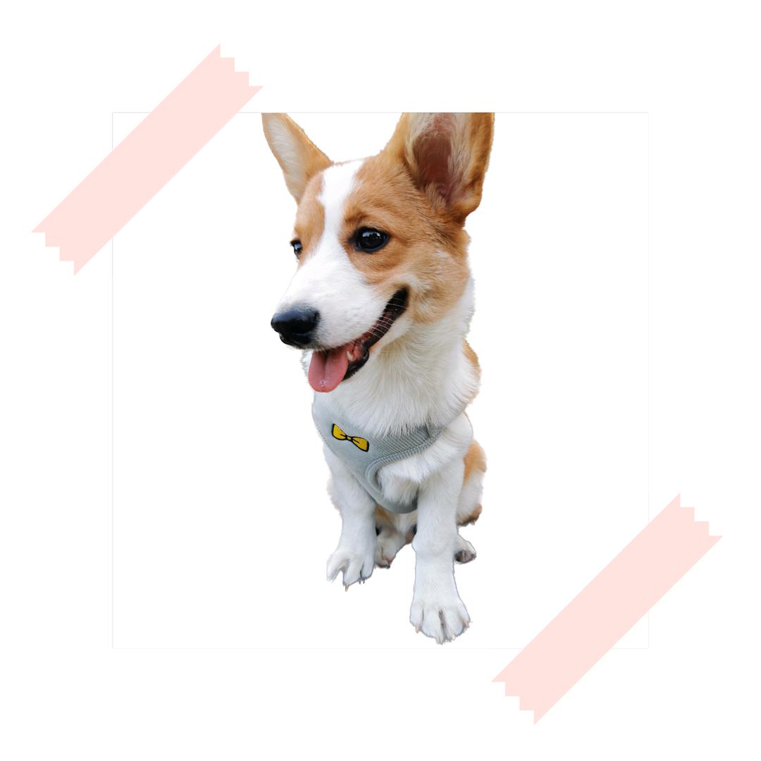 养乐多是女孩纸呀