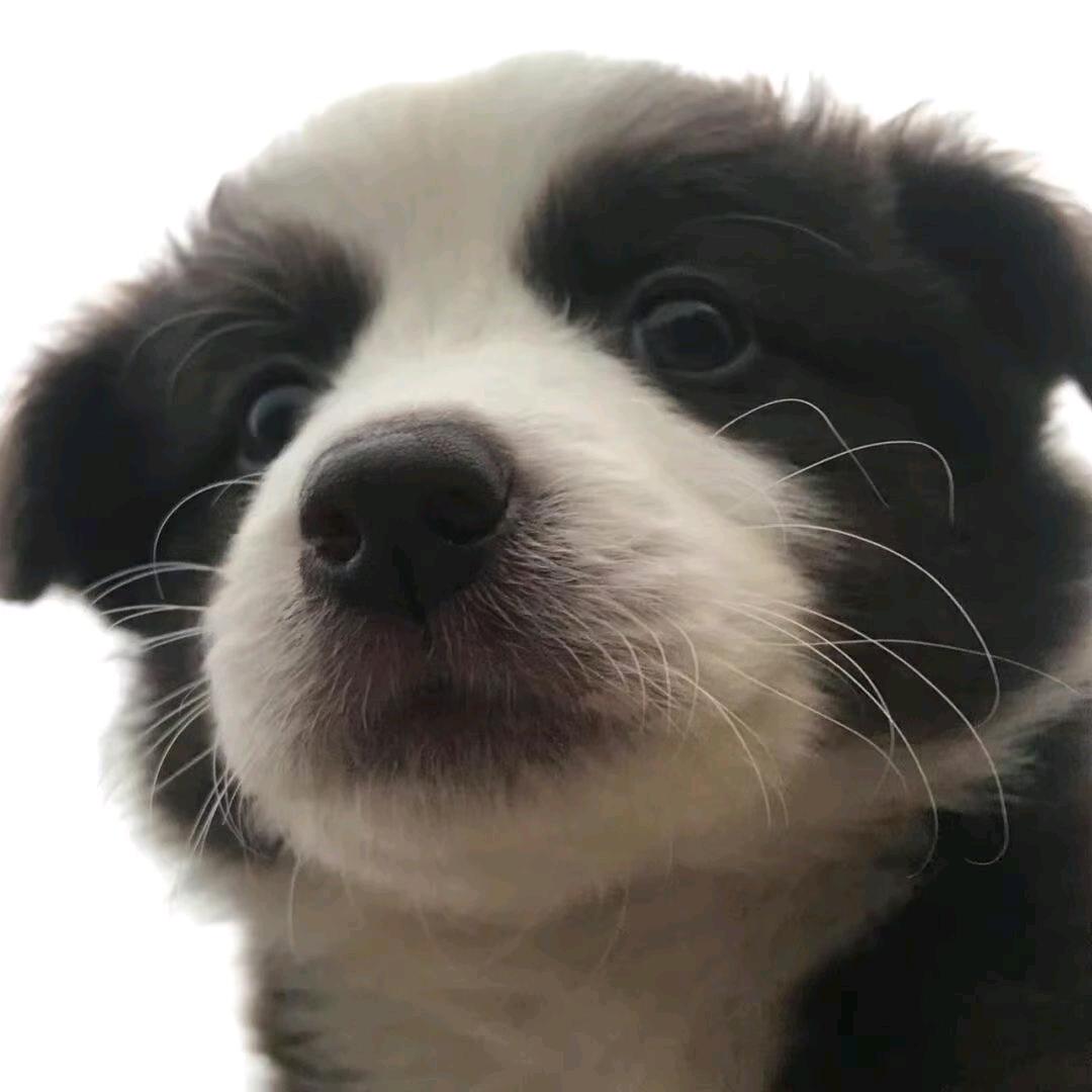 驯龙高手