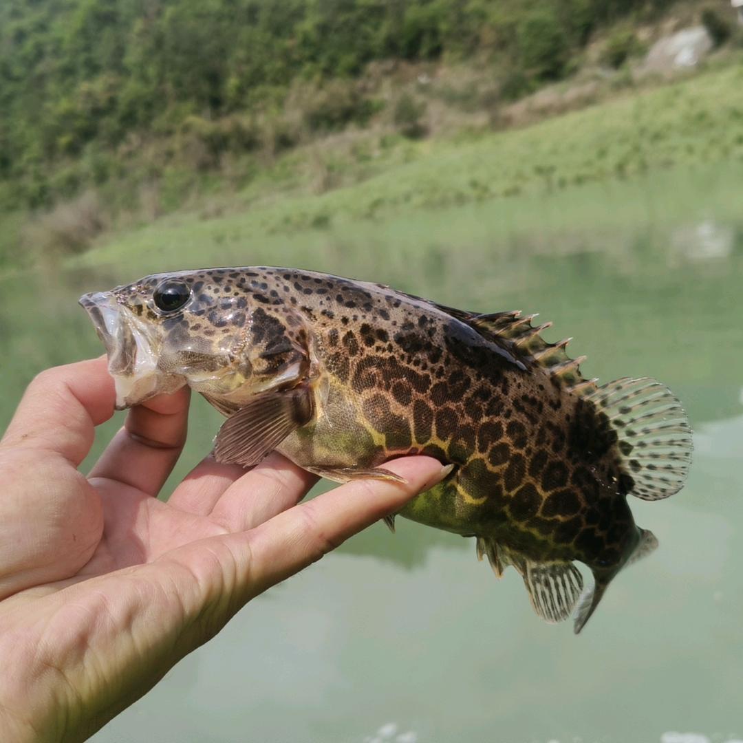 寻渔鳜子手🐠