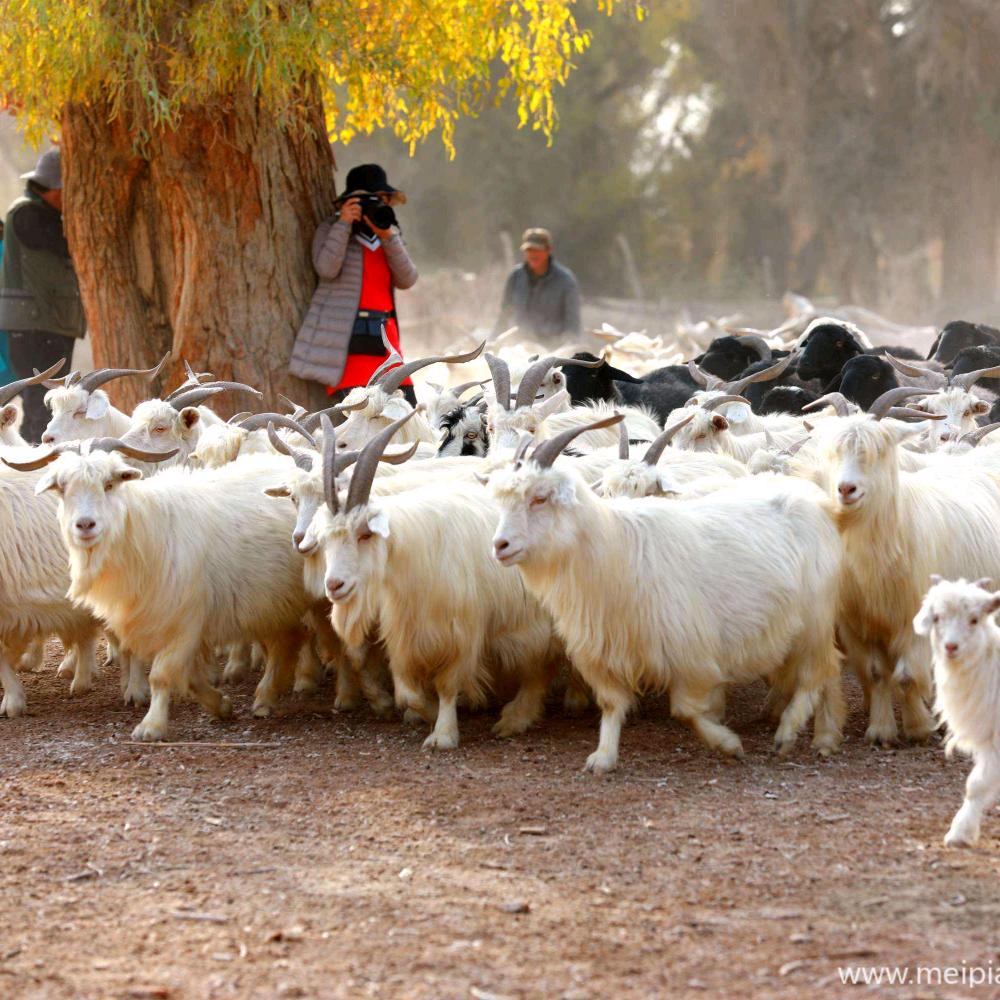 沙雅县塔南羊羔肉店