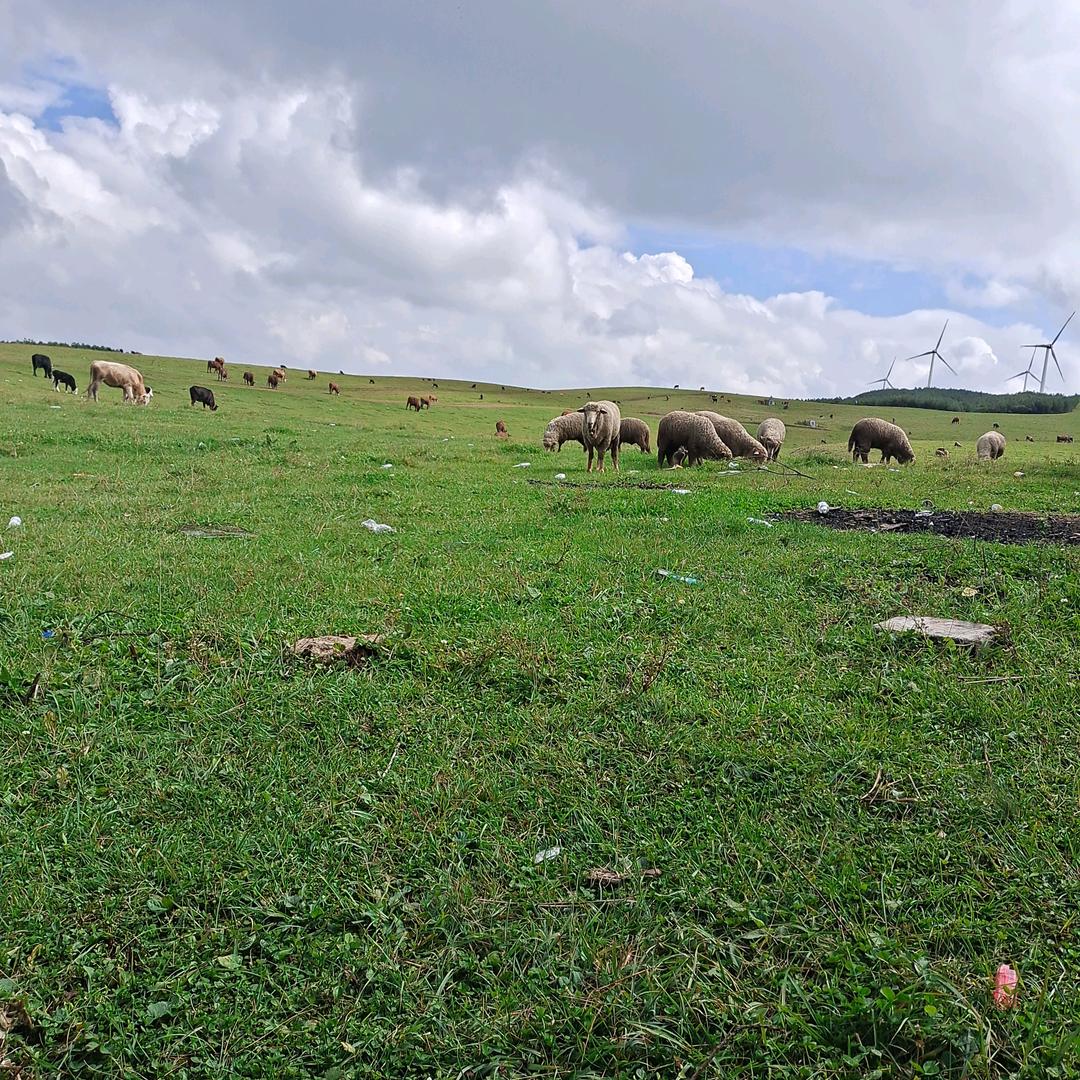 受伤的心已无法治愈