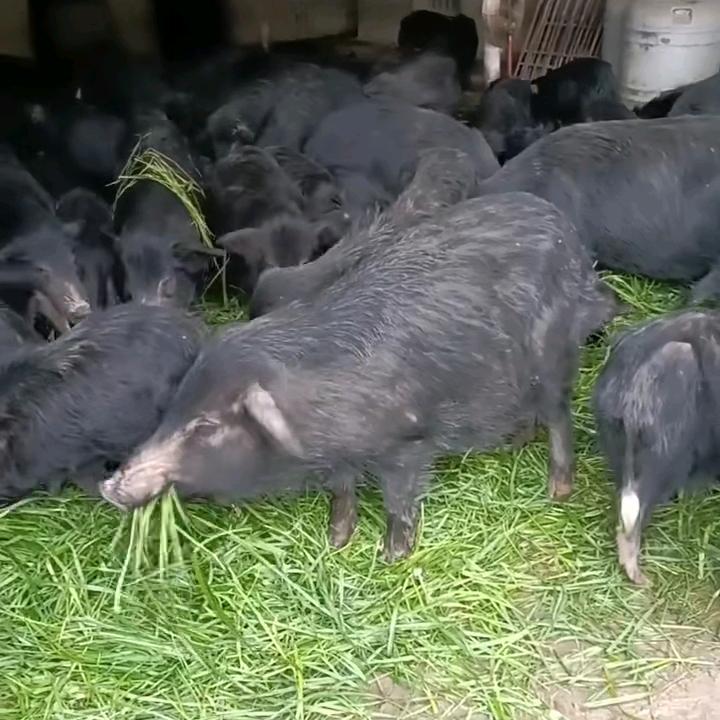 井冈山甘蔗草